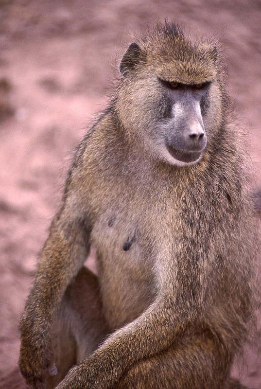 WT 1400 208-37 Kenya.jpg